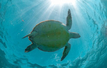 Agila Tours Riviera Maya17