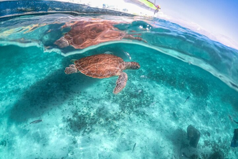 Small Group: Half-day Tour Sea Turtles Encounter in Akumal Bay