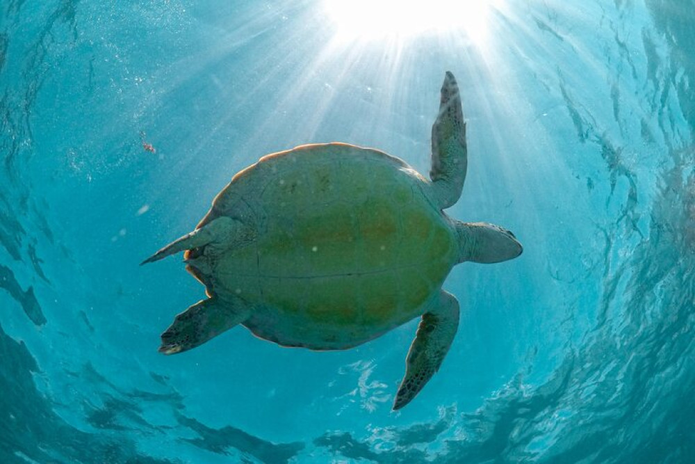 Agila Tours Riviera Maya