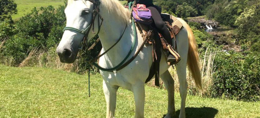 Wailea Afternoon Horseback Ride Waterfall Swim/Break