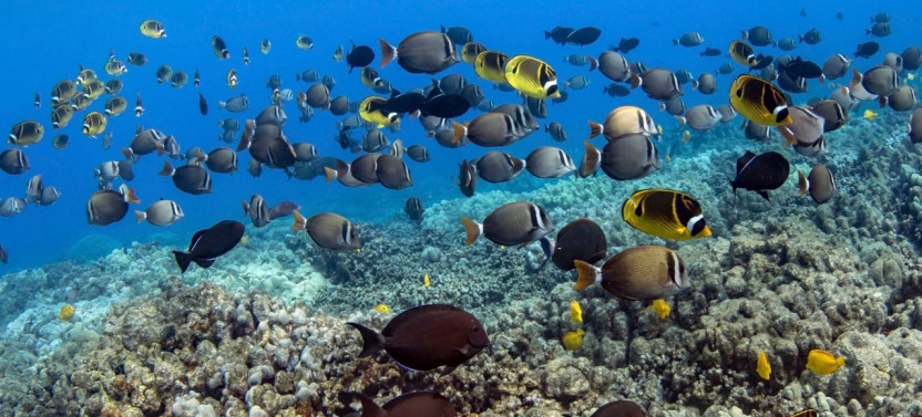 Private Kealakekua Bay Snorkel (Captain Cook Monument) & Dolphin Watch Tour