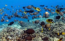 Hawaii Marine Life Charters2