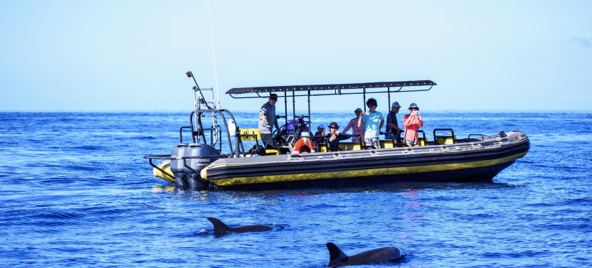 Private Kealakekua Bay Snorkel (Captain Cook Monument) & Dolphin Watch Tour