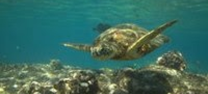 Private Kealakekua Bay Snorkel (Captain Cook Monument) & Dolphin Watch Tour