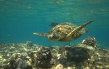 Hawaii Marine Life Charters4