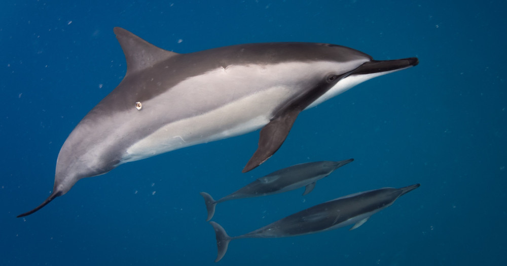 Kealakekua Bay (Captain Cook Monument) Dolphin Watch and Snorkeling Tour