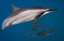 Hawaii Marine Life Charters1