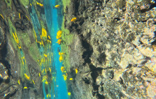 Hawaii Marine Life Charters5