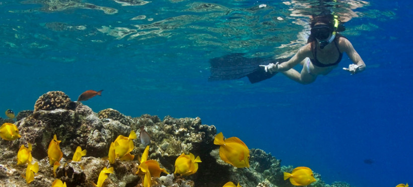 2-Hour Dolphin Watch and Double-Reef with Snorkel in Hawaii