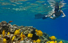 Hawaii Marine Life Charters1