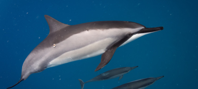 2-Hour Dolphin Watch and Double-Reef with Snorkel in Hawaii