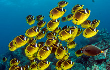 Hawaii Marine Life Charters4