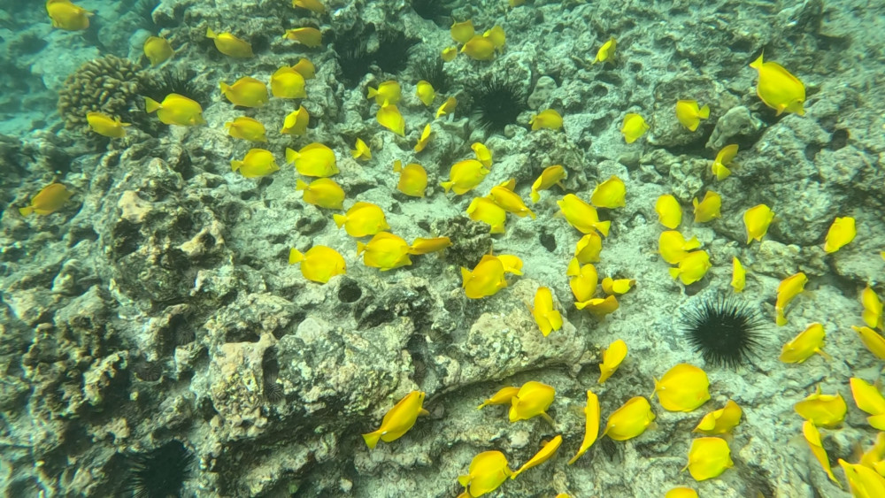 2-Hour Dolphin Watch and Double-Reef with Snorkel in Hawaii