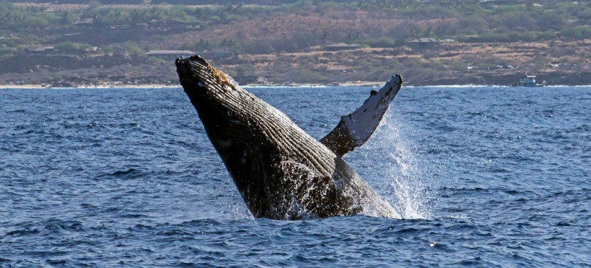 Seasonal Whale Watch