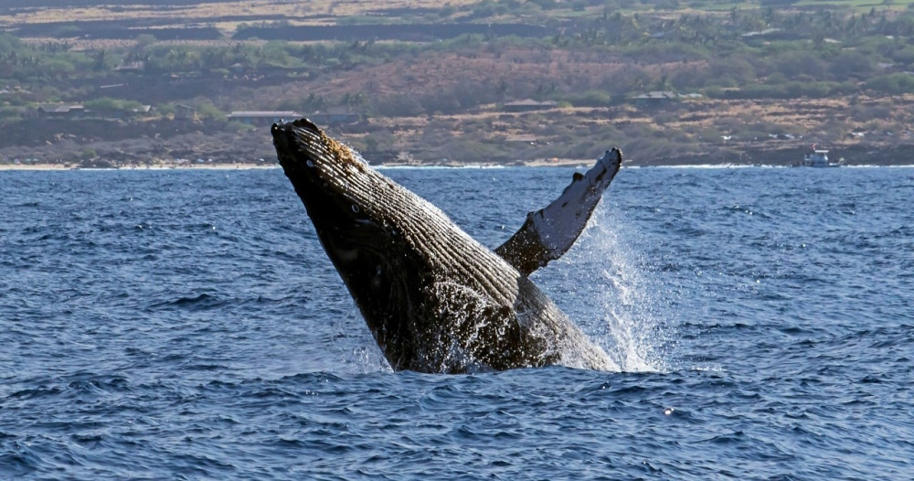 Seasonal Whale Watch