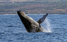 Hawaii Marine Life Charters1