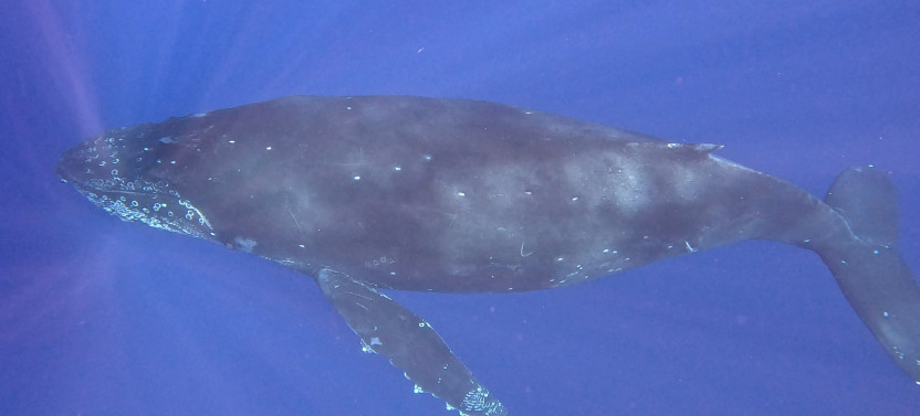Seasonal Whale Watch