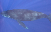 Hawaii Marine Life Charters10