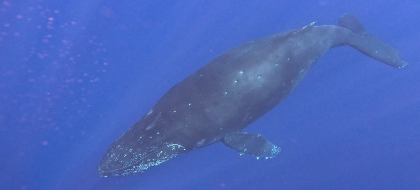 Seasonal Whale Watch