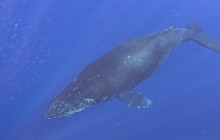 Hawaii Marine Life Charters11