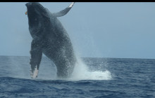 Hawaii Marine Life Charters4