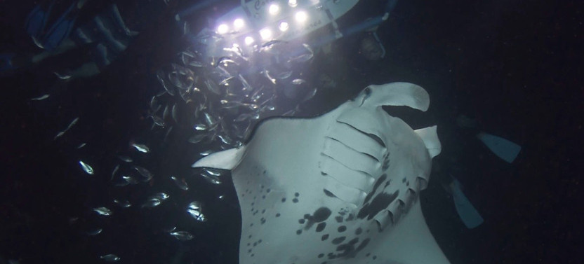 Sunset Manta Ray Snorkel