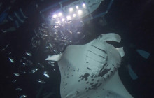 Hawaii Marine Life Charters2