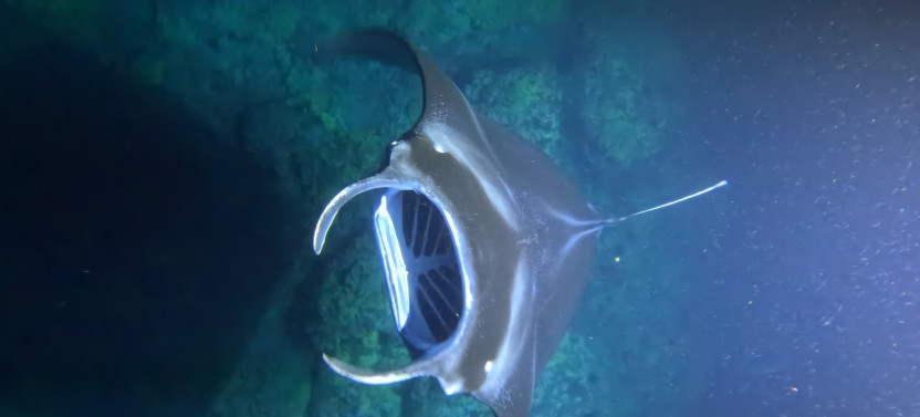 Sunset Manta Ray Snorkel