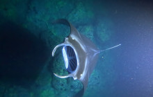 Hawaii Marine Life Charters3