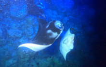 Hawaii Marine Life Charters4