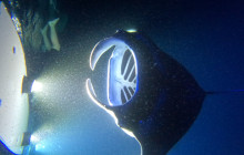 Hawaii Marine Life Charters6