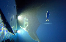 Hawaii Marine Life Charters7