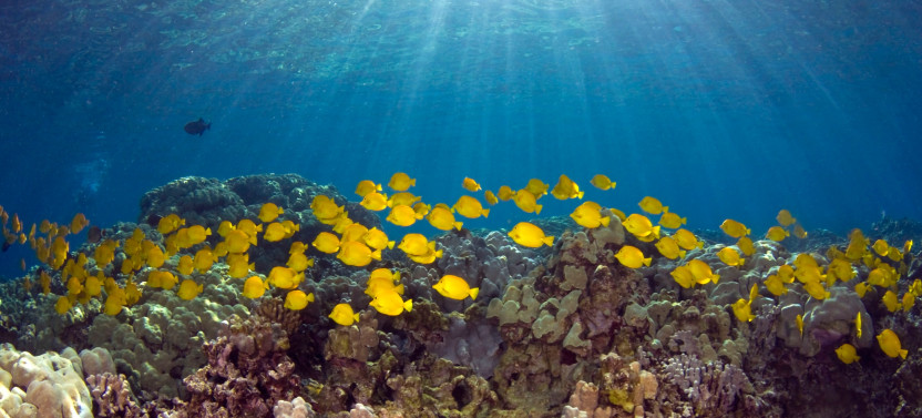 Private Boat Charter with Snorkeling