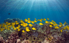 Hawaii Marine Life Charters2