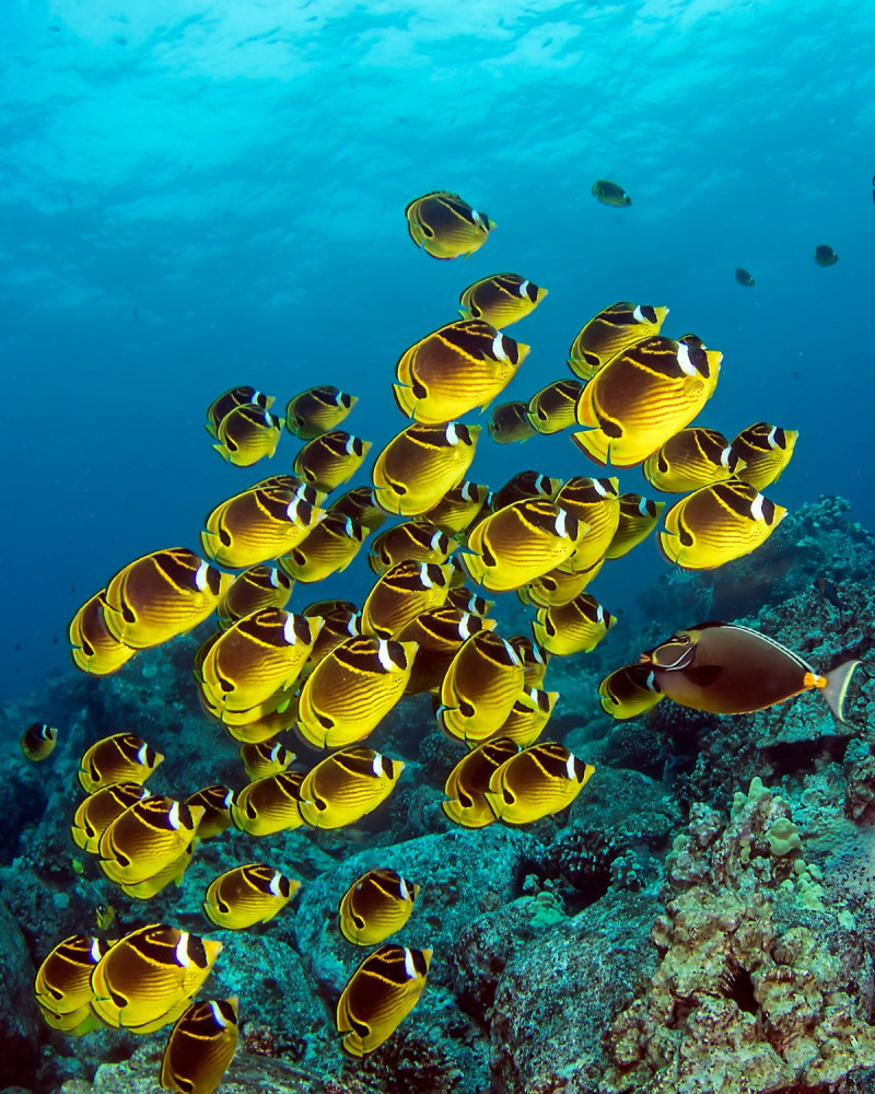 Hawaii Marine Life Charters