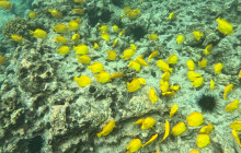 Hawaii Marine Life Charters5