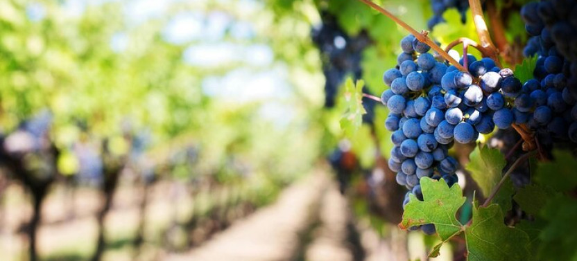 Private Wine Tasting and Cheese Platters All Inclusive Tour
