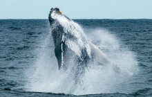 TOS travel and tours2