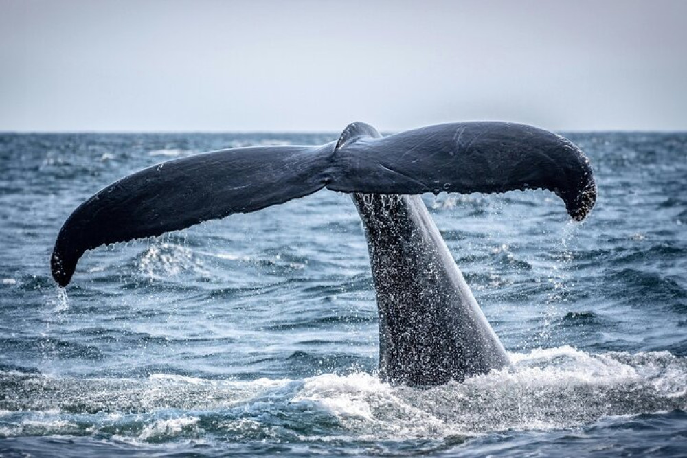 Private Hermanus Whale Watching and Wine Tasting Tour