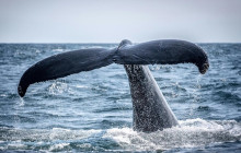 TOS travel and tours1