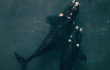 TOS travel and tours7