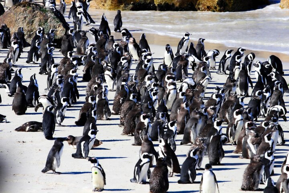 Cape Point and Penguins: Half Day Small Group Tour