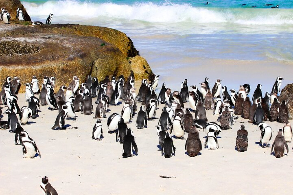 Half Day Shared Tour: Boulders Beach and Swimming