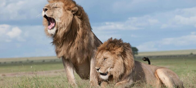 Private: big 5 Safari Game Reserve Sunset Safari