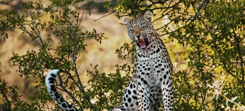 Private: big 5 Safari Game Reserve Sunset Safari