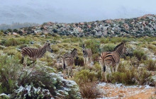 TOS travel and tours5