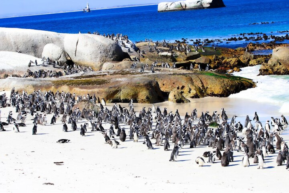 Half Day Table Mountain and Penguins: Small Group Tour