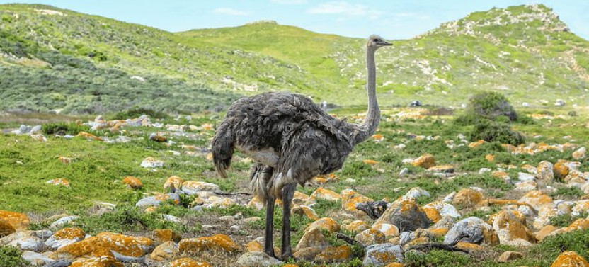 Cape of Good Hope and Boulders Beach: Full Day Small Group Tour