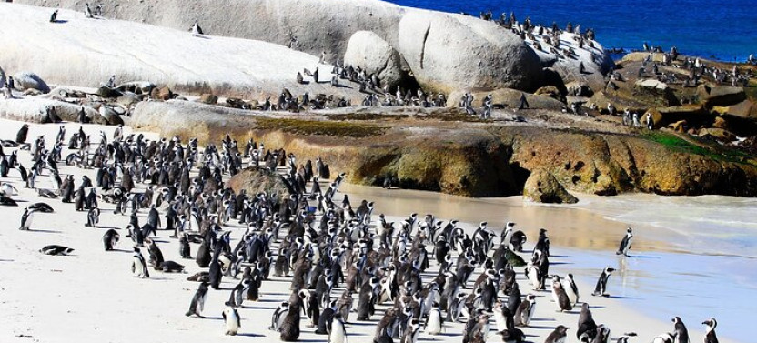 Cape of Good Hope and Boulders Beach: Full Day Small Group Tour