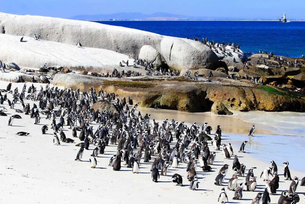 Cape of Good Hope and Boulders Beach: Full Day Small Group Tour